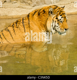 Tiger, die Abkühlung im pool Stockfoto