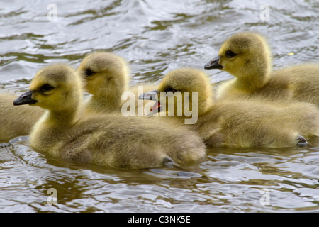 Verschlafene Kanada Gosling gähnt nach dem Schwimmen über eine Neuengland-Teich im zeitigen Frühjahr. Stockfoto