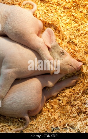 Baby-Schweine im Stift Sandwich zusammen schlafen in einem 4H Display am Evergreen State Fair Monroe Washington State USA Stockfoto