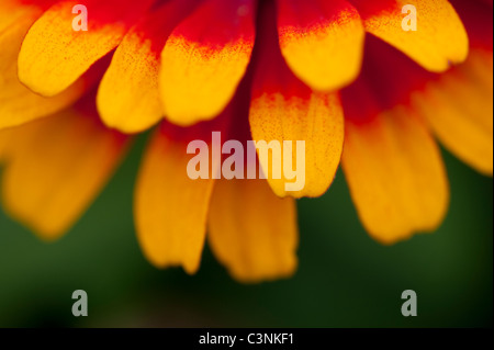 Orange und rote Blume Ringelblumen Stockfoto