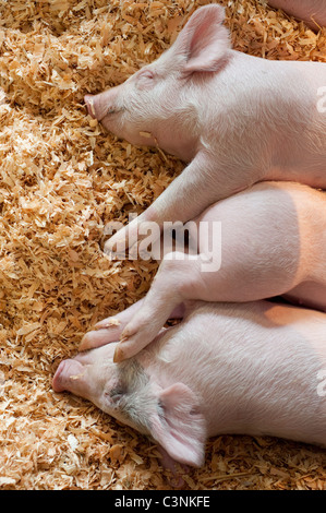 Baby-Schweine im Stift Sandwich zusammen schlafen in einem 4H Display am Evergreen State Fair Monroe Washington State USA Stockfoto