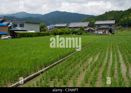 Blick über Reisfelder in der kleinen japanischen Dorf der Seiwa, Präfektur Mie, West-Honshu, Japan. Stockfoto