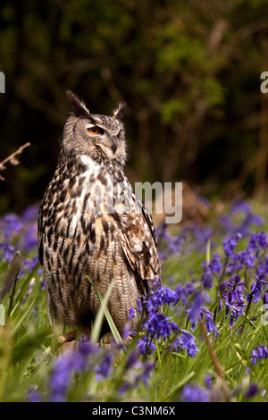 Uhu - Bubo bubo Stockfoto