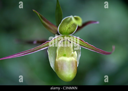 Lady Slipper (Cypripedium Calceolus) Orchidee. Monteverde, Puntarenas, Costa Rica, Mittelamerika Stockfoto