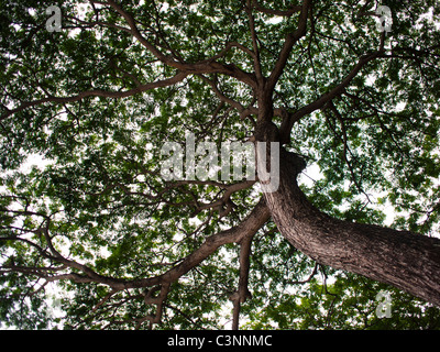 Ein Schuss von einem großen Regen Baum mit vielen Ästen nachschlagen Stockfoto