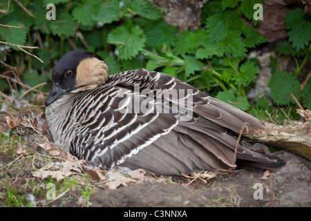 Hawaiianische Gans oder Ne-Ne (Branta Sandvicensis). Weibchen im Nest zu brüten. (Captive Sammlung Vogel.) Stockfoto