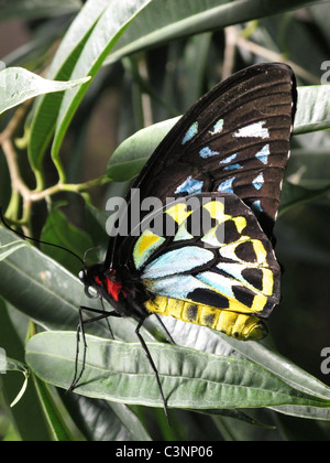 Tropischer Schmetterling mit gelben, blauen und roten Farben. Stockfoto