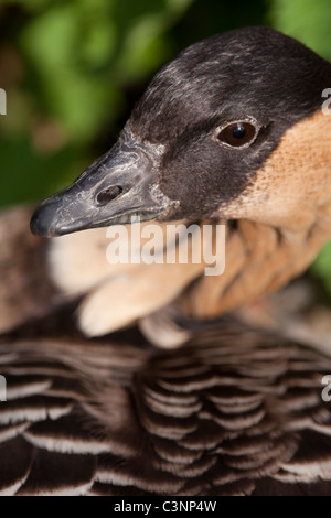 Hawaiianische Gans oder Ne-Ne (Branta Sandvicensis). Nahaufnahme von Bill und Leiter einer Inkubation Gans aufs Nest. Stockfoto