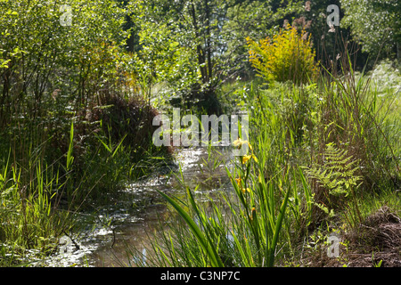 Calthorpe breit, NNR, Norfolk. Deich mit Feder emergent Vegetation. Nachfolge Vegetation, Pflanzengesellschaften. Mai. Stockfoto