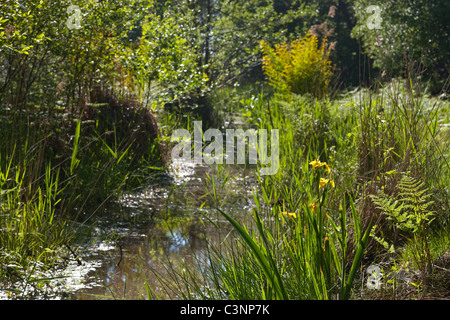 Calthorpe breit, NNR, Norfolk. Deich mit Feder emergent Vegetation. Nachfolge Vegetation, Pflanzengesellschaften. Mai. Stockfoto