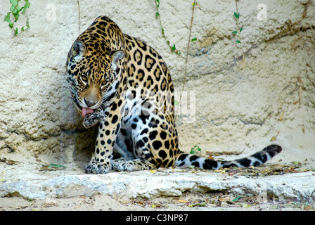 Closeup Jaguar (Panthera Onca) von lecken am Bein Stockfoto
