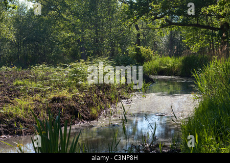 Breite Calthorpe, Norfolk. Deich mit Feder emergenter Vegetation. Sukzession der Vegetation Pflanzengesellschaften. Feder. Stockfoto