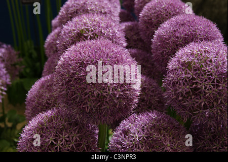 Allium (Pinball Wizard) Stockfoto