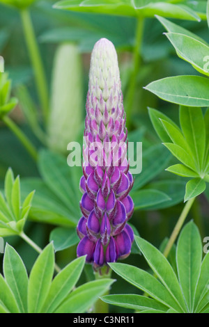 Lupinus Polyphyllus flachen DOF Stockfoto