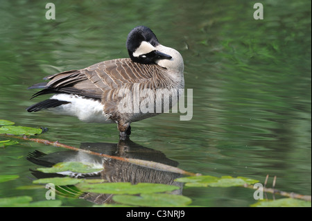 Kanadagans (Branta Canadensis) putzen in einem Teich im Frühjahr Stockfoto