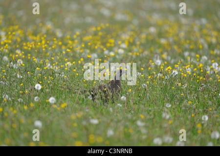 Gemeinsamen Fasan - Ring – Necked Fasan (Phasianus Colchicus) weiblich stehend auf einer blühenden Wiese im Frühling Stockfoto