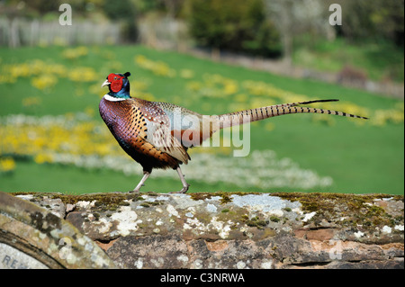 Gemeinsamen Fasan (Phasianus Colchicus), hocken auf Steinmauer. Wetheral, Cumbria, England, Vereinigtes Königreich, Europa. Stockfoto