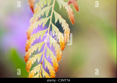 Polystichum Setiferum 'Pulcherrimum 'bevis'. Weiche shield fern Wedel Stockfoto