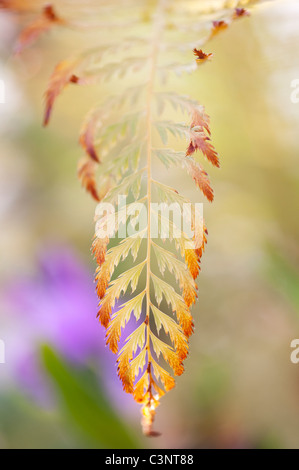 Polystichum Setiferum 'Pulcherrimum 'bevis'. Weiche shield fern Wedel Stockfoto