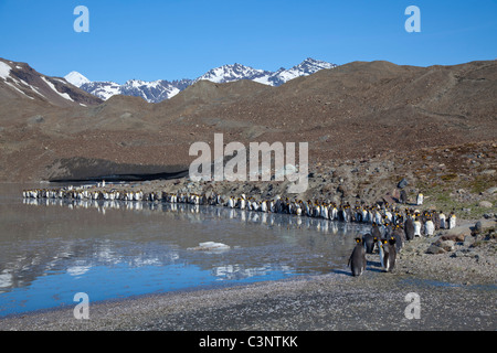 Königspinguine am See in St. Andrews Bay, South Georgia Island Stockfoto