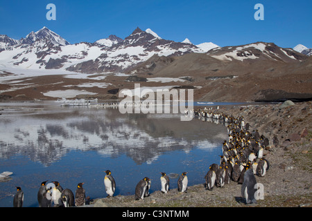 Königspinguine säumen den See in St. Andrews Bay, South Georgia Island Stockfoto