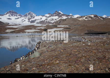 Königspinguine säumen den See in St. Andrews Bay, South Georgia Island Stockfoto