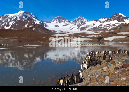 Königspinguine säumen den Gletschersee in St. Andrews Bay, South Georgia Island Stockfoto