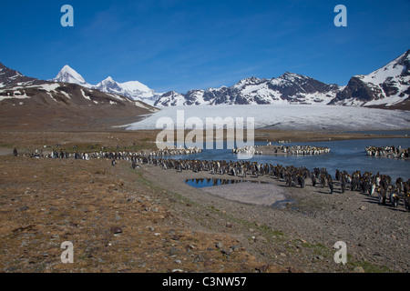 Königspinguine Linie der Gletscherbach vor dem Cook-Gletscher an der St. Andrews Bay, South Georgia Island Stockfoto