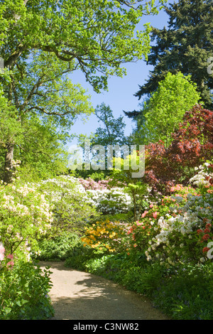 Garten mit Rhododendren, Coverwood Farm, Surrey, UK. Stockfoto