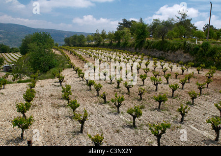 Eine makellose Weinberg des Schrank-Reben in der Weinbauregion des Troodos-Gebirges Stockfoto