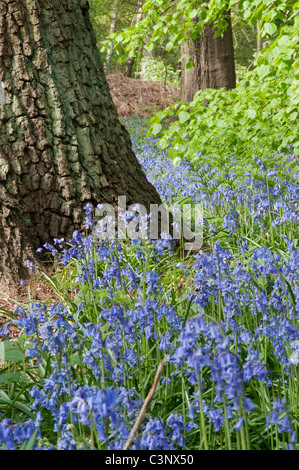 Gemeinsamen Glockenblumen in Wäldern, Clumber Park, Nottinghamshire. Stockfoto