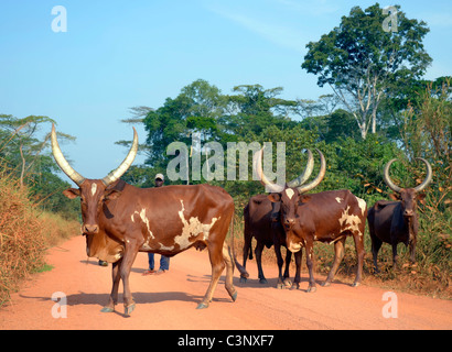 Okape Reserve in der Nähe von Epulu Dorf in Ituri-Waldes, Kongobecken, demokratische Republik Kongo. Traditionelle Rinder Stockfoto