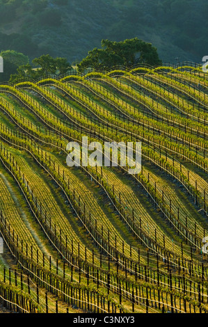 Reihen von Wein Reben im Weinberg im Santa Ynez Valley, Santa Barbara County, Kalifornien Stockfoto