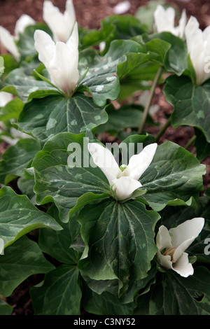 Trillium Chloropetalum weiße Blumen Stockfoto