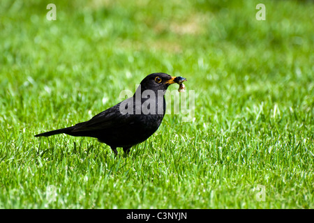 Erwachsene männliche Amsel ernähren sich von Weichtieren in Grasgrün genommen in Bristol, England, uk Stockfoto