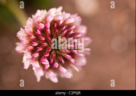 Weiß-Klee Stockfoto