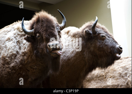 Kopf zertrümmert in Buffalo Jump Interpretive Center Stockfoto