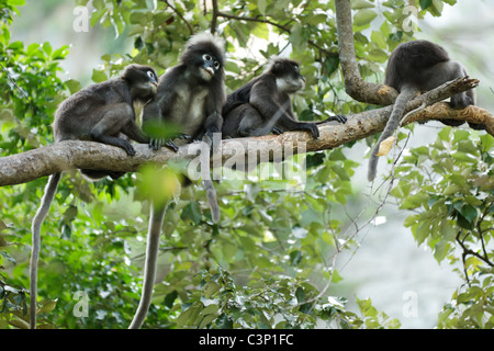 Altrosa Blatt Affen im tropischen Regenwald, thailand Stockfoto