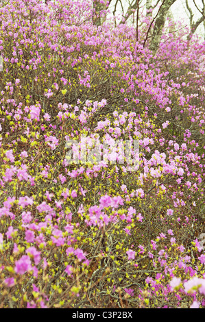 die Rhododendron Dauricum Blumen in Bush-Dickicht Stockfoto