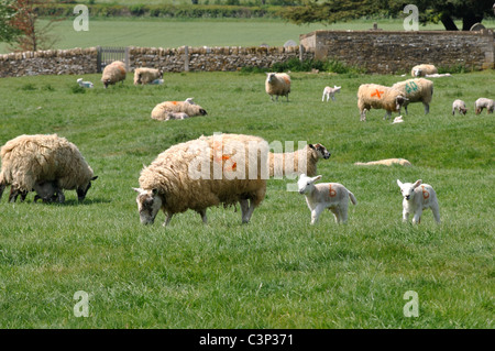 Schafe mit Lämmer in einem Cotswold Hills-Feld Stockfoto