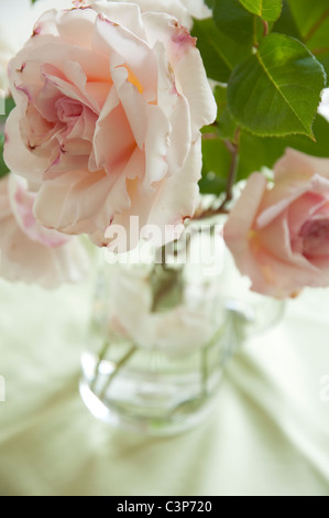 Blass rosa Rosen in einer Glaskanne - Rosa Lady Sylvia. (Tiefenschärfe) Stockfoto