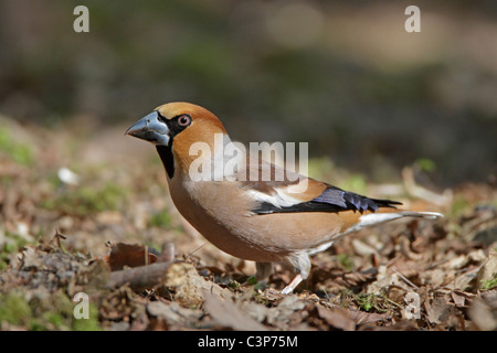 Männliche Kernbeißer Essen Samen auf einem Waldboden in Laubstreu Stockfoto