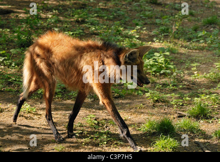 Mähnenwolf - Chrysocyon brachyurus Stockfoto