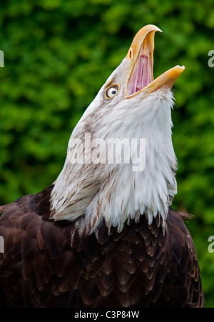 Alaska-Weißkopf-Seeadler (Haliaeetus Leucocephalus) Stockfoto