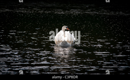 Höckerschwan auf dem Fluss Tweed Stockfoto