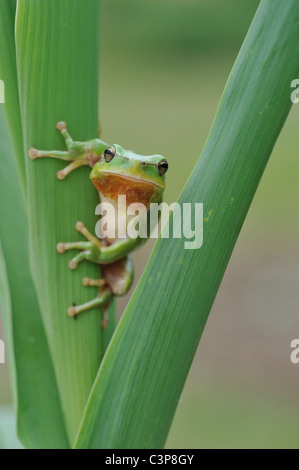 Mediterrane Laubfrosch - Stripeless Laubfrosch (Hyla Meridionalis) stehend auf ein Rohr im Frühling Stockfoto