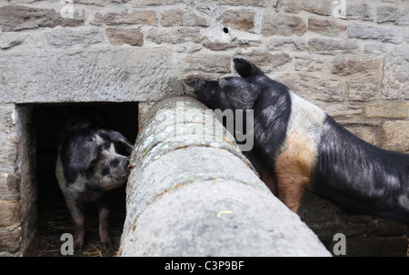 Ein Wildschwein erfolglos versucht, Kontakt mit einer Sau in den angrenzenden Stall. Beamish Museum Bauernhof, Nordengland, Großbritannien Stockfoto