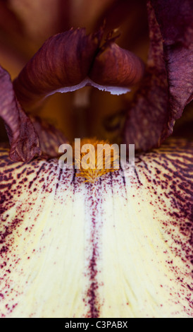 Hohen Bartiris "Provence" Blume Stockfoto