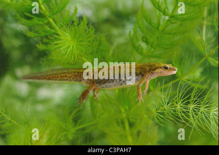 Handförmig Newt (Lissotriton Helveticus - Triturus Helveticus) Schwimmen unter Wasser in einer Pfütze auf der Spring - Belgien Stockfoto