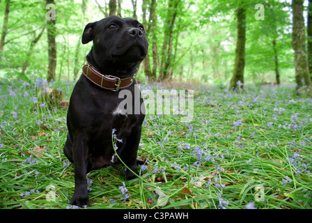 Staffie Hund in Glockenblumen Stockfoto